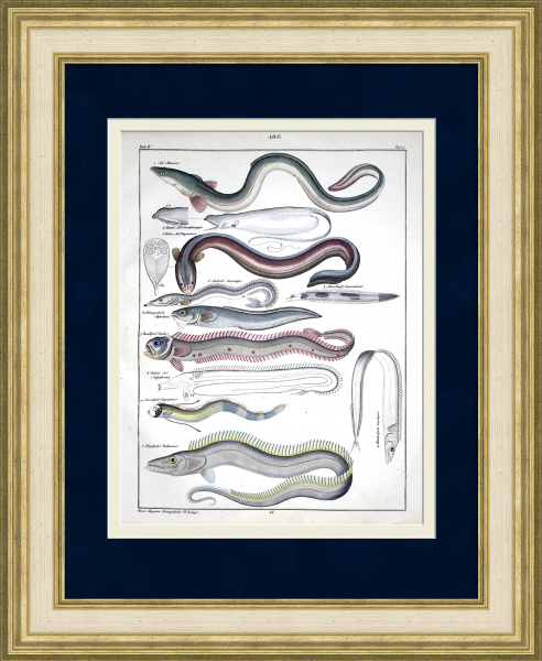 Угреобразные рыбы: мурена, рыба-сабля, рыба-змейка. Уникальная гравюра 19 века Угреобразные рыбы: мурена, рыба-сабля, рыба-змейка. Уникальная гравюра 19 века