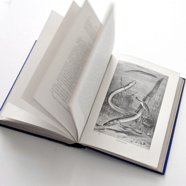 животный мир, старинная книга с иллюстрациями на английском язык