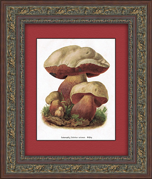 Сатанинский гриб. Антикварная графика