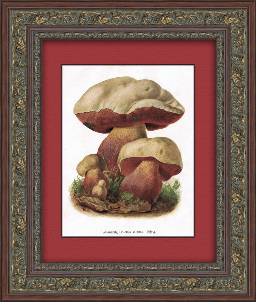Сатанинский гриб. Антикварная графика