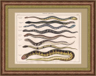 Питон, песчаный удав, бородавчатая змея на гравюре 19 века