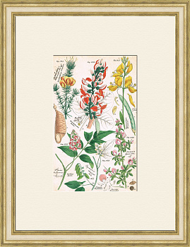 Цветы дикорастущих кустарников, старинная гравюра с ручной раскраской