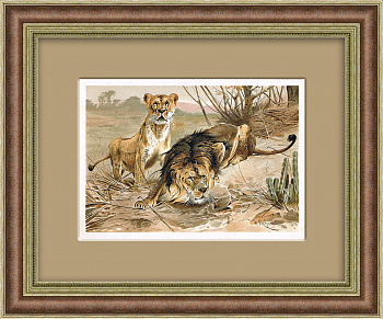 Лев и львица, хромолитография в раме