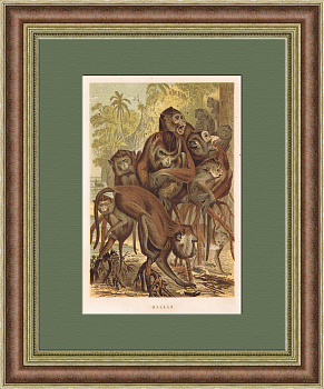 Макаки. Антикварная хромолитография в раме