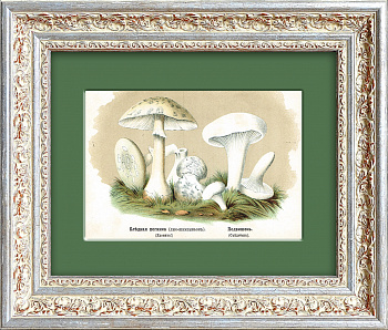 Подвишенник и бледная поганка. Антикварная хромолитография, 1888 год