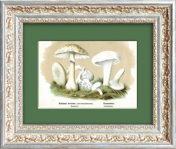 Подвишенник и бледная поганка. Антикварная хромолитография, 1888 год