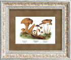 Лисичка, подорешник и опенок. Хромолитография, 1888 год