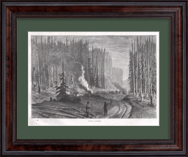 Русский Север – центр смолокурения. Редкая, старинная гравюра