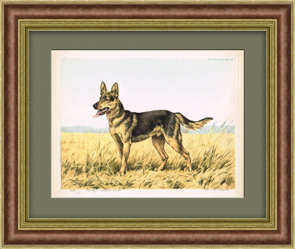 Овчарка на прогулке. Оригинальный авторский офорт, 1935 г.