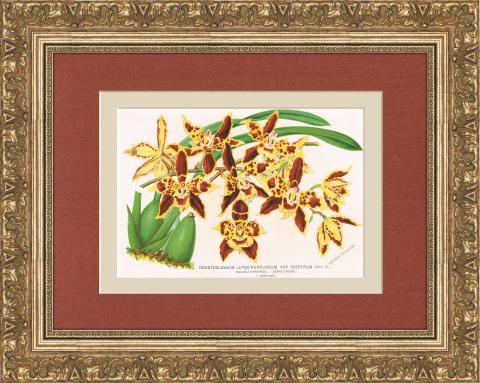 Орхидея одонтоглоссум, старинная хромолитография в раме, 1880 г.
