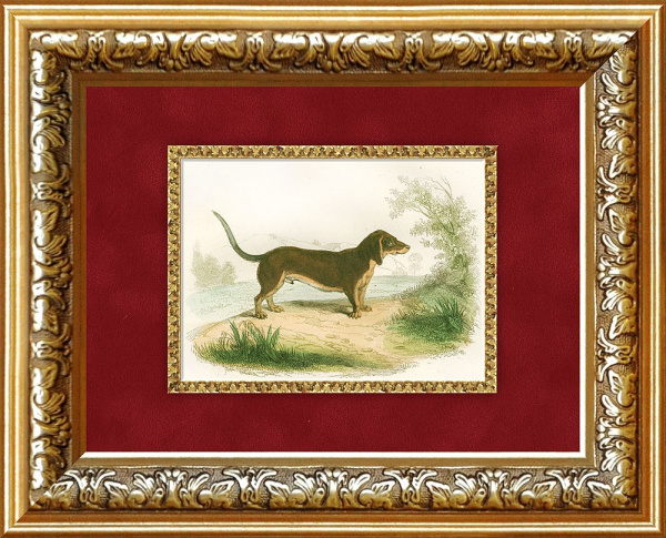 Такса. Антикварная гравюра с ручной раскраской. Середина 19 в.