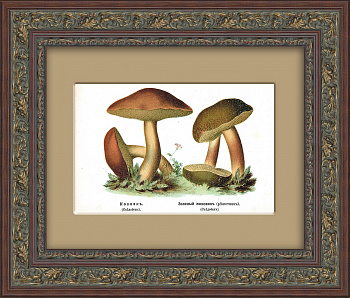 Козляк и зеленый моховик. Старинная хромолитография