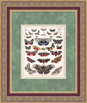 Бабочки и мотыльки. Гравюра с ручной раскраской, большая рама