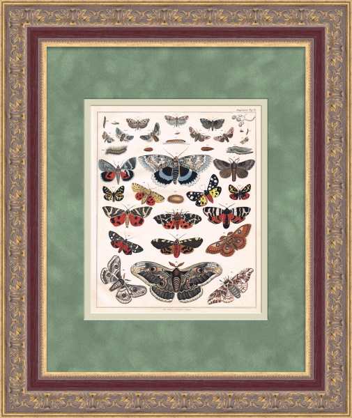 Бабочки и мотыльки. Гравюра с ручной раскраской, большая рама