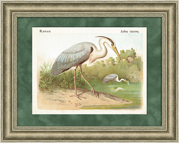 Цапля. Хромолитография в раме, 19 век