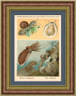Разновидности моллюсков. Старинная хромолитография