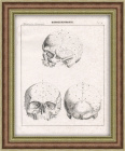 Анатомия человека: череп. Антикварная литография