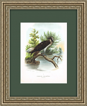 Хищные птицы: Скопа, большая старинная хромолитография 1894 г.