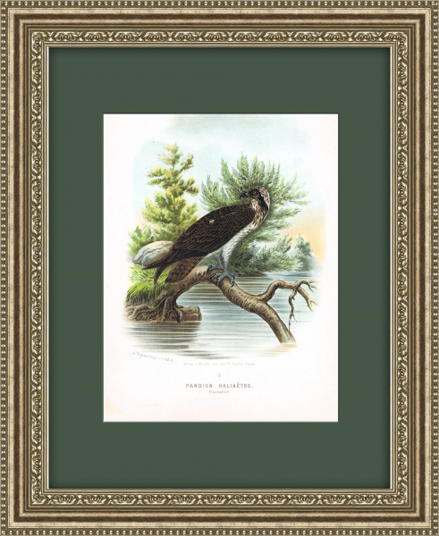 Хищные птицы: Скопа, большая старинная хромолитография 1894 г.