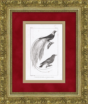 Райская птица и индийский ролик. Антикварная гравюра