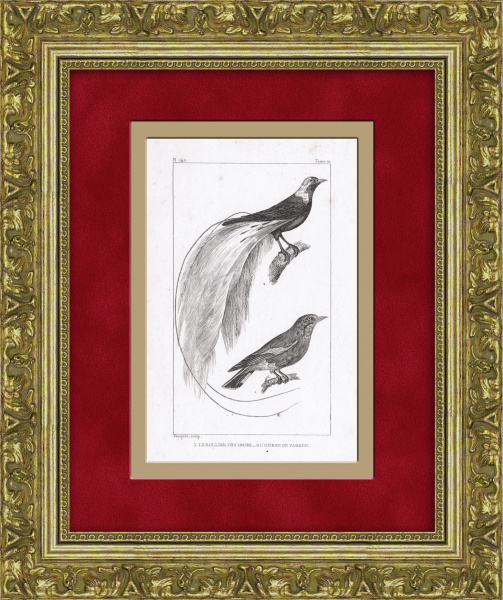 Райская птица и индийский ролик. Антикварная гравюра