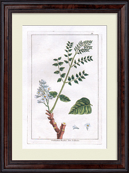 Гвиландина - лекарственное растение. Большая, редкая гравюра 18 века