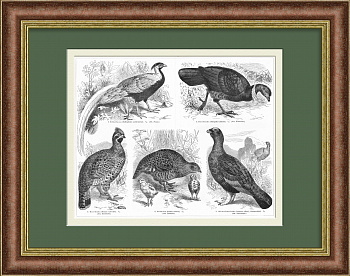Рябчик, куропатка, фазан и др. Старинная литография