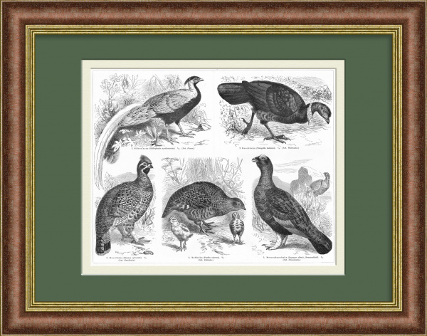 Рябчик, куропатка, фазан и др. Старинная литография