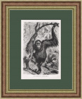 Орангутан. Зоологическая литография, 19 век