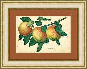 Бельфлер-китайка, мичуринские яблоки, хромолитография