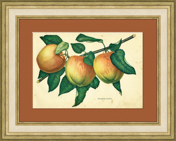 Бельфлер-китайка, мичуринские яблоки, хромолитография