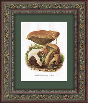 Козляк (масленок). Старинная графика