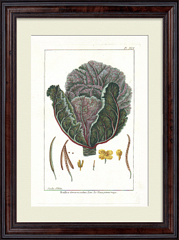 Капуста краснокачанная. Большая, редкая гравюра 18 века Капуста краснокачанная. Большая, редкая гравюра 18 века