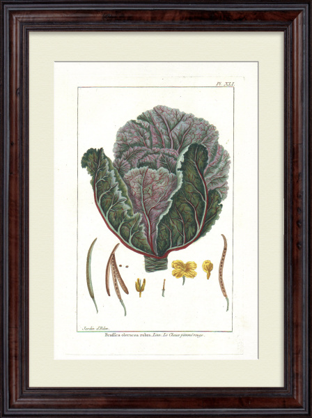 Капуста краснокачанная. Большая, редкая гравюра 18 века Капуста краснокачанная. Большая, редкая гравюра 18 века