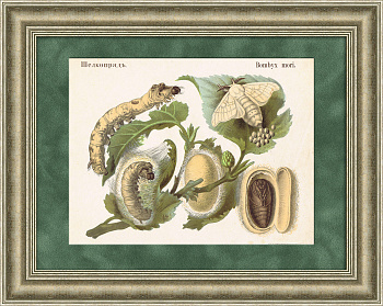 Тутовый шелкопряд. Хромолитография конца 19 века