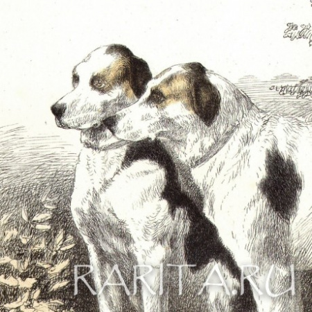 собаки-призеры выставок императорского общества правильной охоты, старинная литография с акварели н.а. мартынова