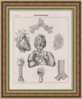 Анатомия человека: Органы дыхания. Антикварная литография