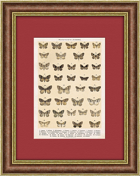 Мотыльки. Хромолитография 19 века