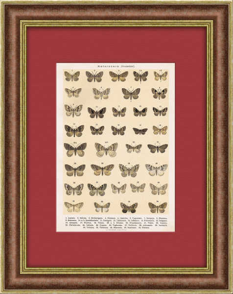 Мотыльки. Хромолитография 19 века