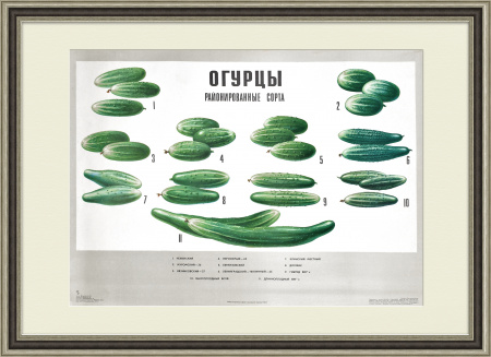 Огурцы, районированные сорта. Советский плакат