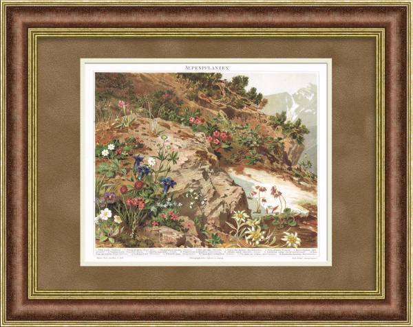 Цветы Альп. Старинная хромолитография