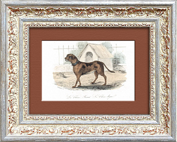 Дог. Старинная гравюра с ручной раскраской. Середина 19 в.