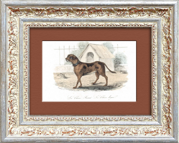 Дог. Старинная гравюра с ручной раскраской. Середина 19 в.