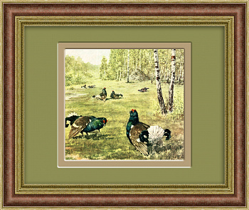 Тетерева в лесу. Тиражная иллюстрация