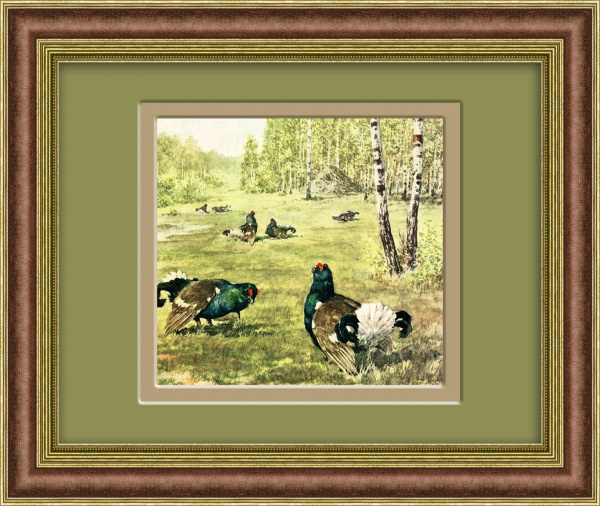 Тетерева в лесу. Тиражная иллюстрация