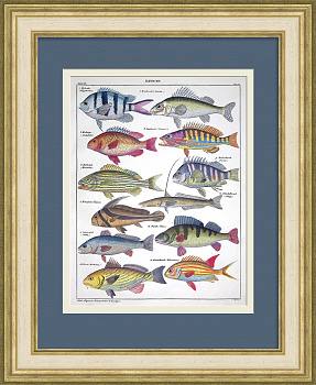 Окуневые рыбы: горбыль, донской ёрш, окунь. Уникальная гравюра 19 века