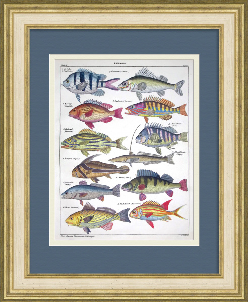 Окуневые рыбы: горбыль, донской ёрш, окунь. Уникальная гравюра 19 века Окуневые рыбы: горбыль, донской ёрш, окунь. Уникальная гравюра 19 века