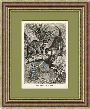 Зеленая мартышка. Антикварная литография