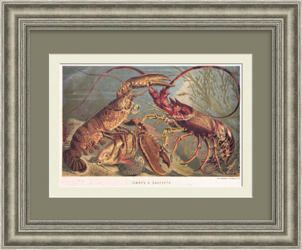 Омар и Лангуст. Старинная гравюра 19 века