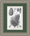 Pinus cembra - европейская сосна, шишки с орешками